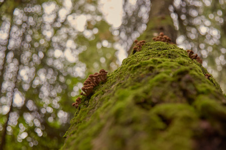 Wild honey agaric mushrooms grow on the mossy trunk of a birch tree. Selective focus on a separate group of mushrooms.の写真素材