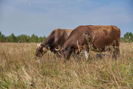 Two brown cows graze side by side in a meadow on a sunny August day.の写真素材