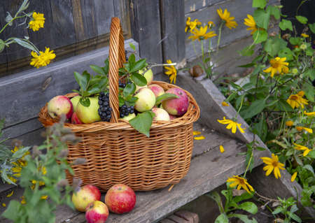 A wicker basket with ruddy apples and a branch of black aronia on a wooden porch surrounded by flowers. Rustic background.の写真素材