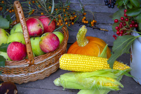 On the wooden porch there are bright pumpkins, ripe apples in a basket, corn cobs, mushrooms, and branches with autumn berries in an old enameled can.の写真素材
