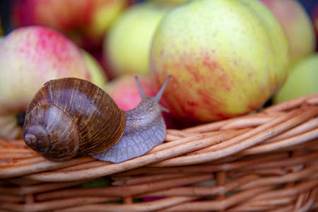 One large snail crawls along the edge of a wicker basket full of ruddy apples.の写真素材