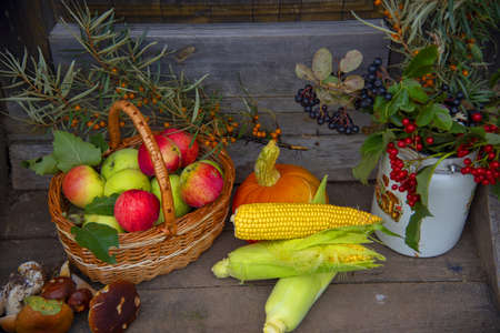 On the wooden porch there are bright pumpkins, ripe apples in a basket, corn cobs, mushrooms, and branches with autumn berries in an old enameled can.の写真素材