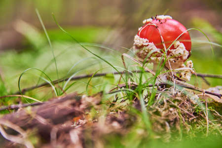A bright red fly agaric grows in the grass in the autumn forest.の写真素材