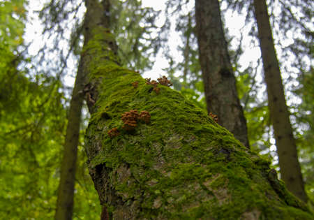 Wild honey agaric mushrooms grow on the mossy trunk of a birch tree. Selective focus on a separate group of mushrooms.の写真素材