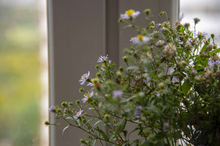 Abstract floral background. Small autumn lilac asters on the background of the window. Close-up, copy space.の写真素材