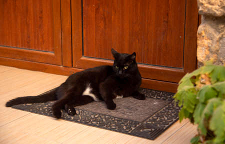 A black graceful cat is lying on a rug near the wooden doors.の写真素材