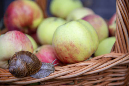 One large snail crawls along the edge of a wicker basket full of ruddy apples.の写真素材