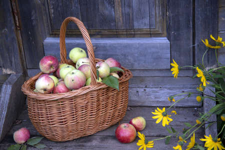 A wicker basket with rosy apples on a wooden porch surrounded by flowers. Rustic background.の写真素材