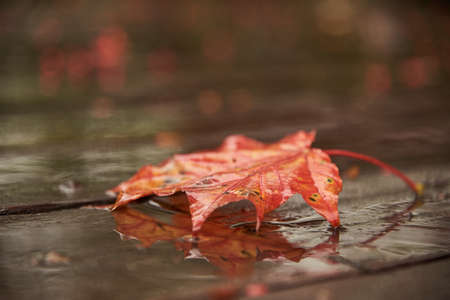 Focus on a part of maple leaf. Autumn background. A bright leaf lies on dark wet wooden boards.