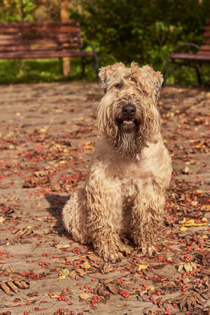 Funny irish soft coated wheaten terrier. A fluffy dog sits on a wooden deck strewn with leaves and berries of mountain ash.の写真素材