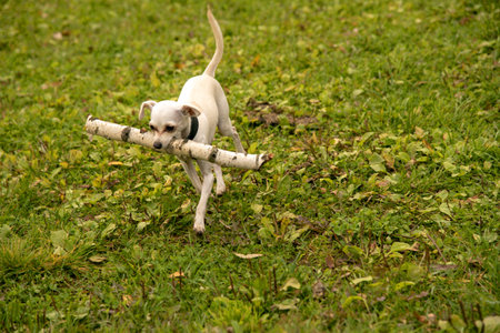 A small white dog, a Russian toy terrier, carries a huge birch stick on a background of green grass.の写真素材