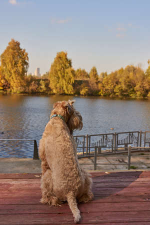 Irish soft coated wheaten terrier. A fluffy dog sits on the embankment and looks at the river. Sunny autumn day.の写真素材