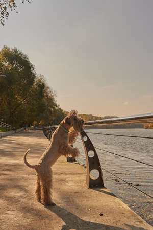 Irish soft coated wheaten terrier. A fluffy dog leans on the parapet and looks at the river on a sunny autumn day.の写真素材