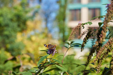 Bright abstract background with a butterfly on a flower. Vanessa atalanta.の写真素材