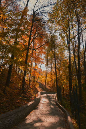 Beautiful romantic alley in a park with colorful trees and sunlight. autumn natural backgroundの写真素材