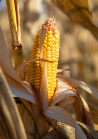 A ripe ear of corn on a dry branch in the field, illuminated by bright sunlight. Autumn background.の写真素材