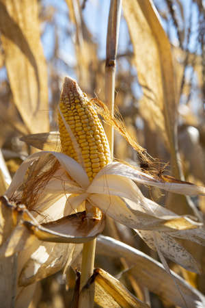 A ripe ear of corn on a dry branch in the field, illuminated by bright sunlight. Autumn background.の写真素材