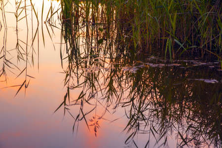 The grass is reflected in the surface of the water against the background of sunset. Abstract background.の写真素材