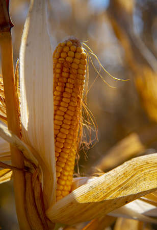 A ripe ear of corn on a dry branch in the field, illuminated by bright sunlight. Autumn background.の写真素材