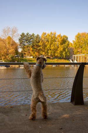 Irish soft coated wheaten terrier. A fluffy dog leans on the parapet and looks at the river on a sunny autumn day.の写真素材