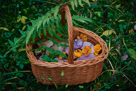 Bright multicolored mushrooms in a wicker basket in a forest clearing.の写真素材