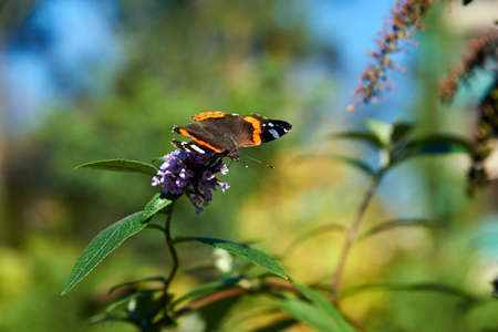 Bright abstract background with a butterfly on a flower. Vanessa atalanta.の写真素材