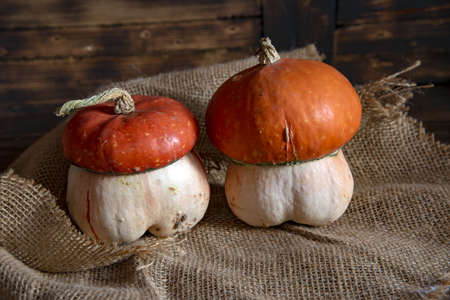 Two bright pumpkins of unusual shape lie on burlap on a dark wooden background.の写真素材