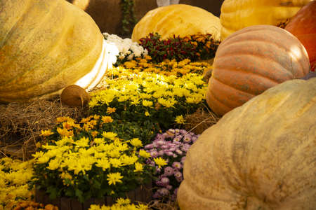 Exhibition of giant pumpkins of various shapes, colors and sizes.の写真素材