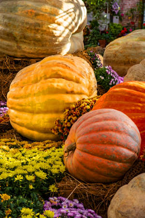 Exhibition of giant pumpkins of various shapes, colors and sizes.の写真素材