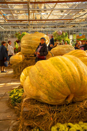 Russia, Moscow, October 2021. Visitors at the exhibition of huge pumpkins and autumn flowers in the Apothecary's garden.のeditorial素材