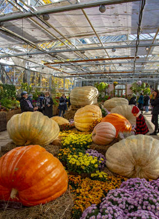 Russia, Moscow, October 2021. Visitors at the exhibition of huge pumpkins and autumn flowers in the Apothecary's garden.のeditorial素材