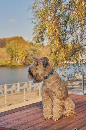 Irish soft coated wheaten terrier. A fluffy dog sits on the embankment and looks at the river. Sunny autumn day.の写真素材