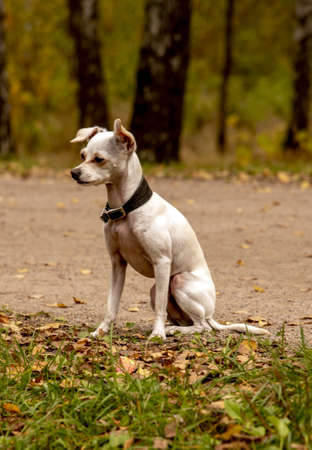 Russian toy terrier. A sad little white dog is sitting on the green grass.の写真素材