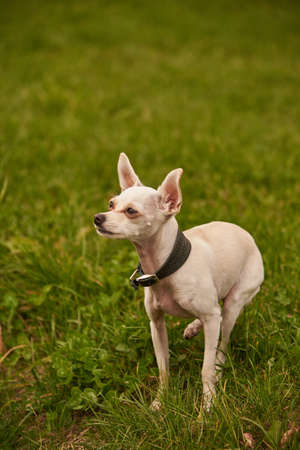 Russian toy terrier. A sad little white dog is sitting on the green grass.の写真素材