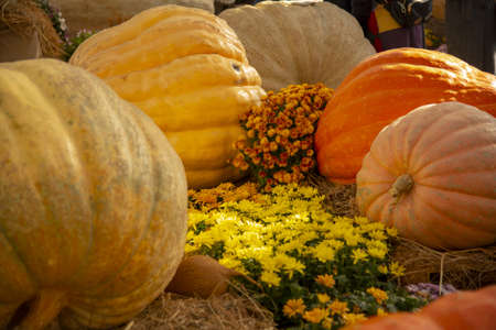 Exhibition of giant pumpkins of various shapes, colors and sizes.の写真素材