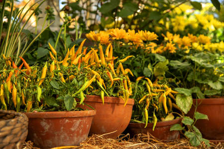 Ceramic flower pots with bright pepper and autumn flowers, illuminated by sunlight.の写真素材