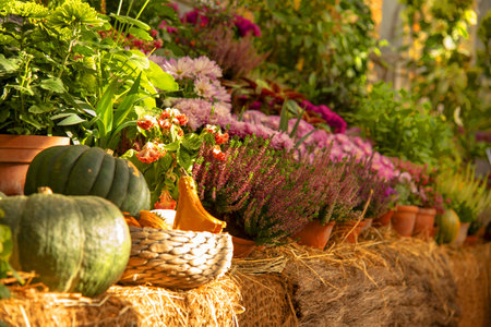 Autumn composition, illuminated by sunlight. A variety of autumn flowers in ceramic pots and vegetables in baskets stand on a shelf covered with burlap and straw.の写真素材