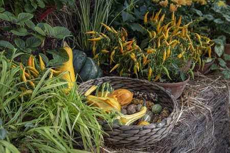 Autumn composition, illuminated by sunlight. A variety of autumn flowers in ceramic pots and vegetables in baskets stand on a shelf covered with burlap and straw.の写真素材