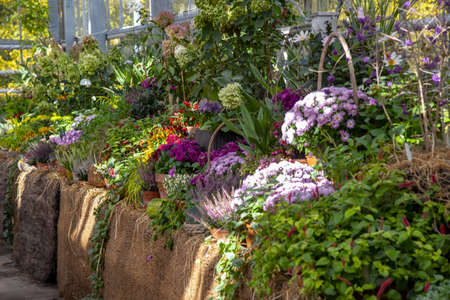 Autumn composition, illuminated by sunlight. A variety of autumn flowers in ceramic pots and vegetables in baskets stand on a shelf covered with burlap and straw.の写真素材