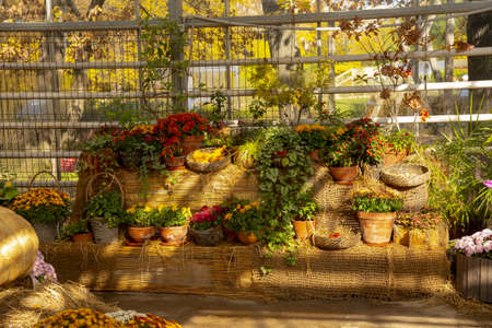 Autumn composition, illuminated by sunlight. A variety of autumn flowers in ceramic pots and vegetables in baskets stand on a shelf covered with burlap and straw.の写真素材
