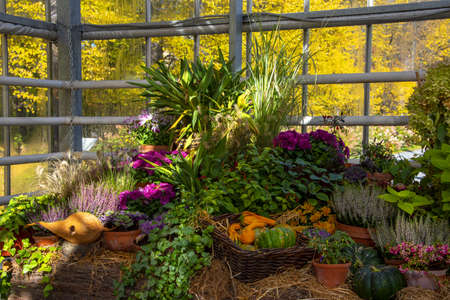 Autumn composition, illuminated by sunlight. A variety of autumn flowers in ceramic pots and vegetables in baskets stand on a shelf covered with burlap and straw.の写真素材