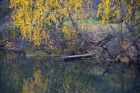 Autumn landscape with bright yellow birches leaning over a pond.の写真素材