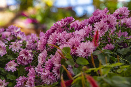 Full frame lilac chrysanthemums as a backdrop. Floral background, decor.の写真素材
