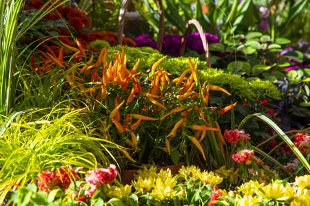 Autumn composition, illuminated by sunlight. A variety of autumn flowers in ceramic pots and vegetables in baskets stand on a shelf covered with burlap and straw.の写真素材