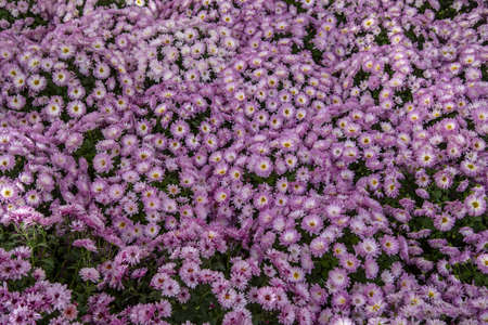 Full frame lilac chrysanthemums as a backdrop. Floral background, decor.