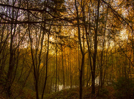 The lake shines through the dense branches of trees with autumn foliage.の写真素材