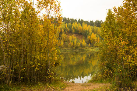 Autumn landscape. Trees with yellowed foliage are reflected in the pond.の写真素材