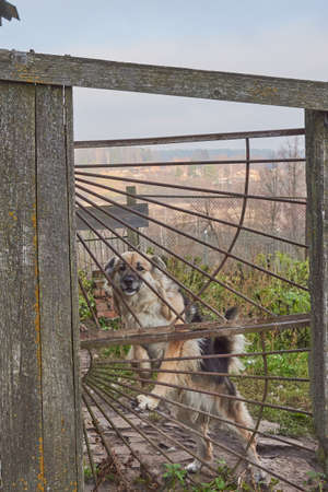 A large mongrel shaggy dog guards the garden.の写真素材