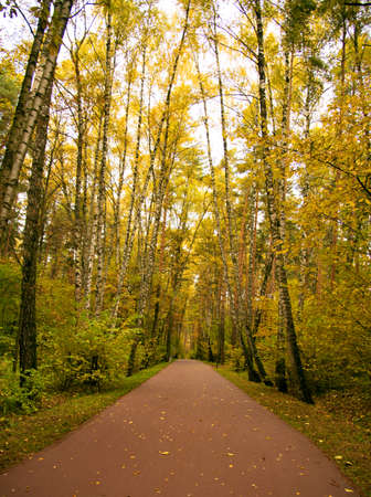 Pedestrian road among autumn trees. A walk in a public park.の写真素材