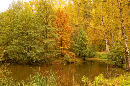 Autumn landscape. Trees with yellowed foliage are reflected in the pond.の写真素材